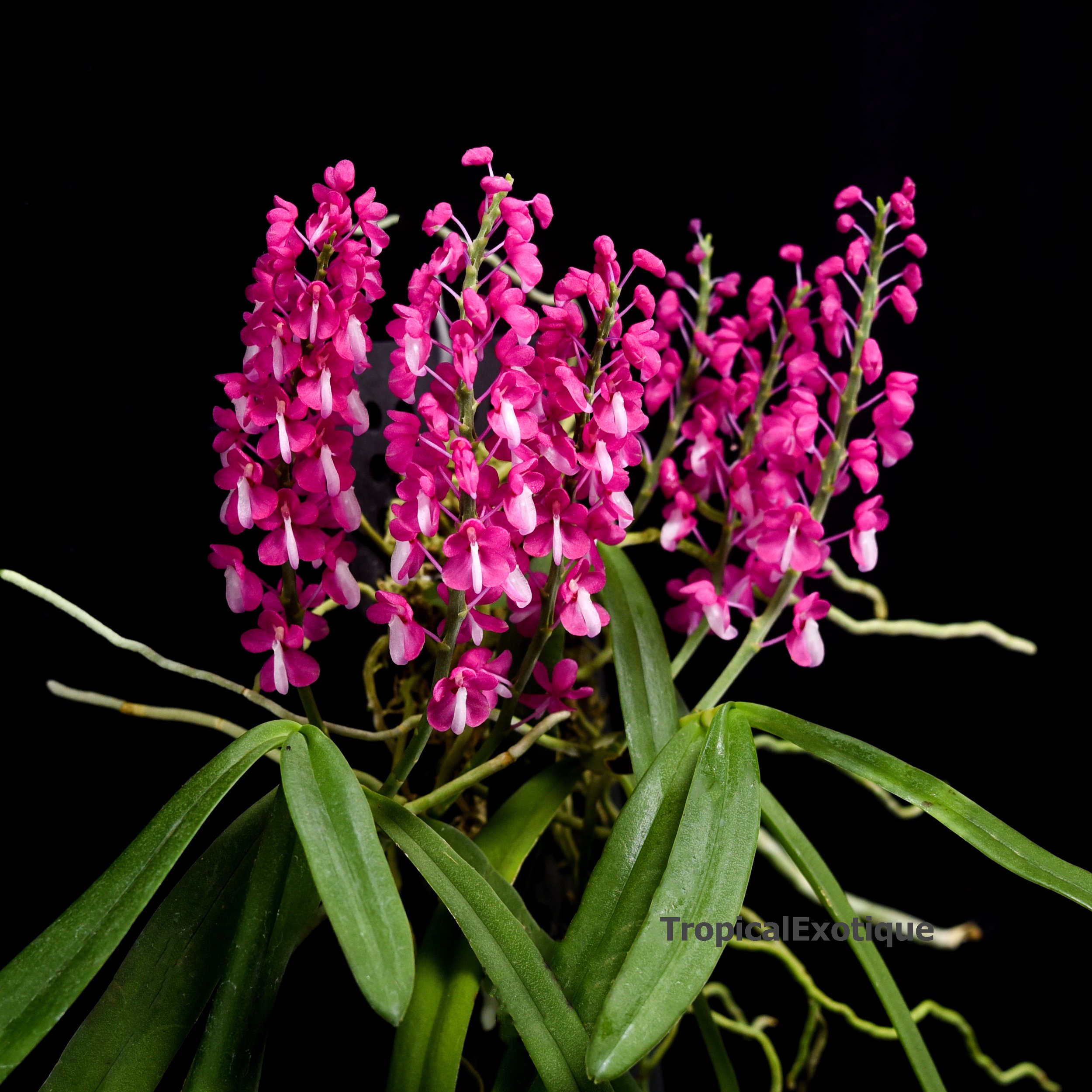 Dyakia-hendersoniana-1.JPG