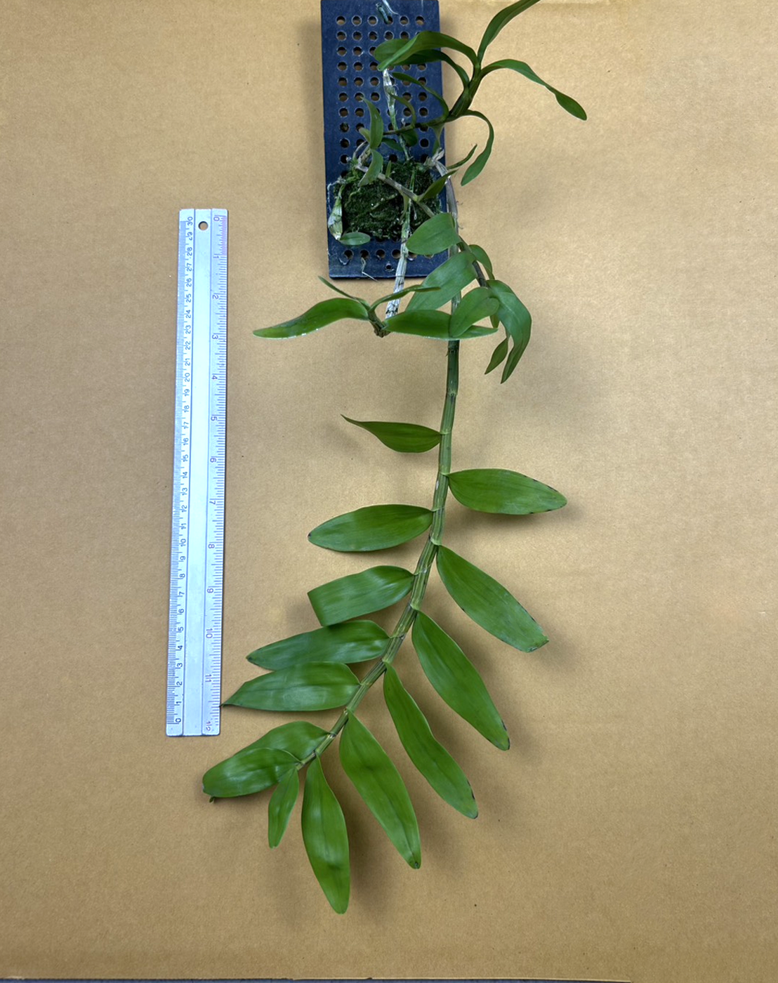Den. moschatum.png