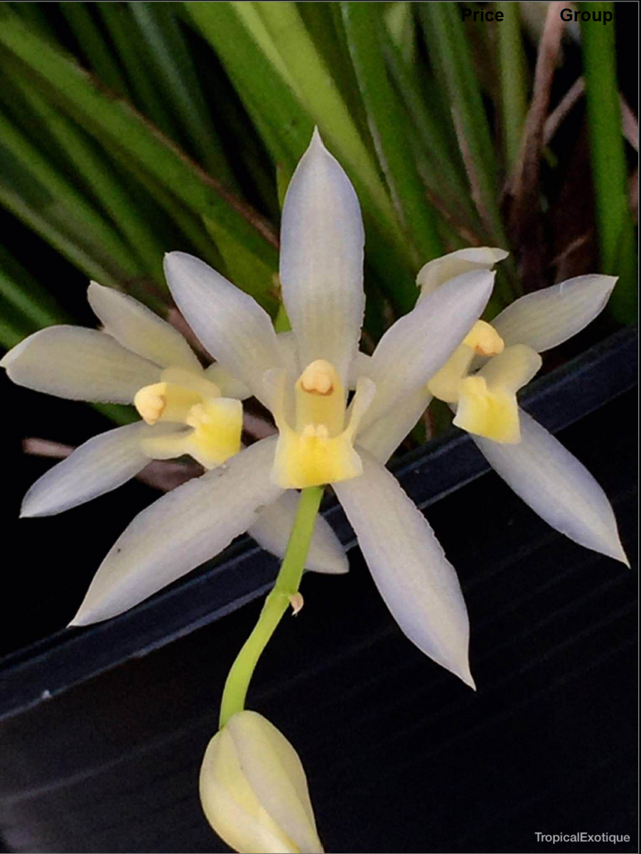 Cymbidium dayanum album.png