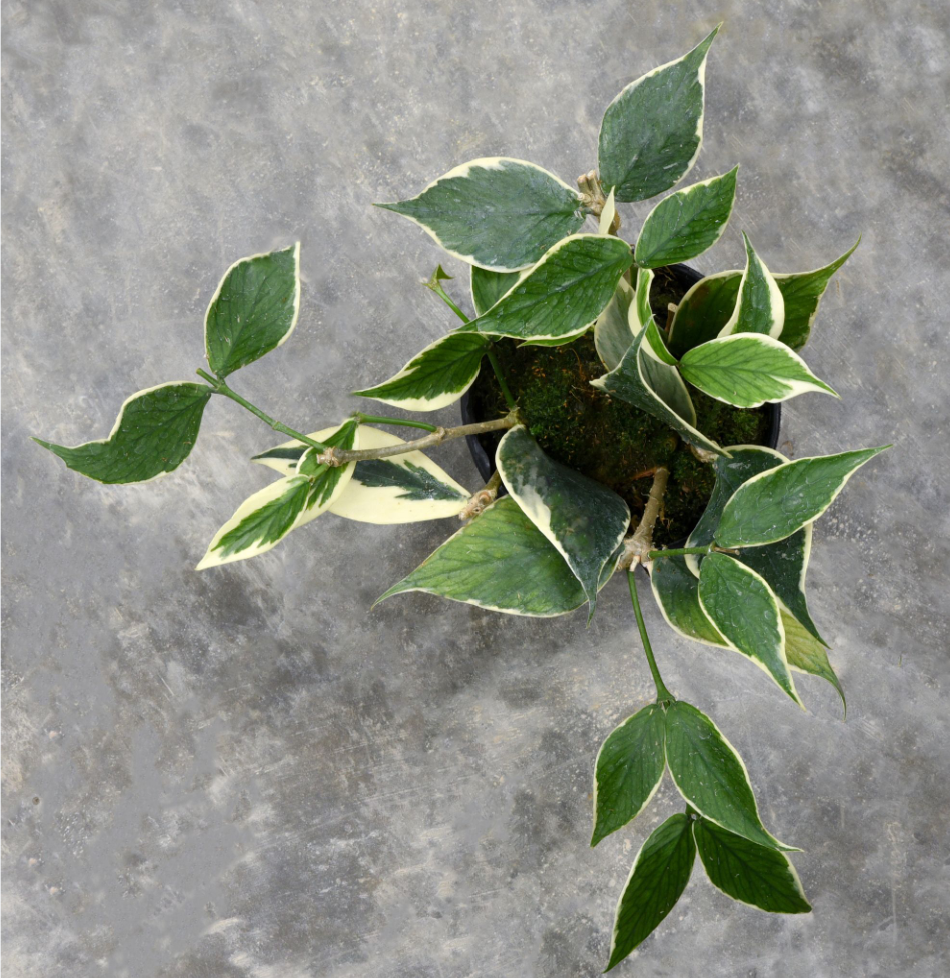 Hoya polyneura Albomarginata.png