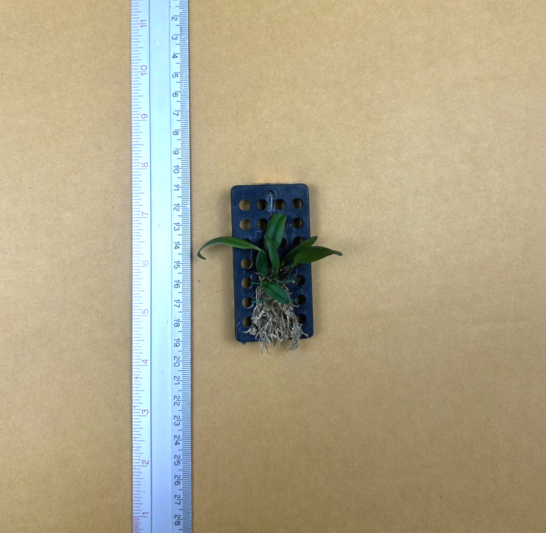15+Bulb.+thiurum.png