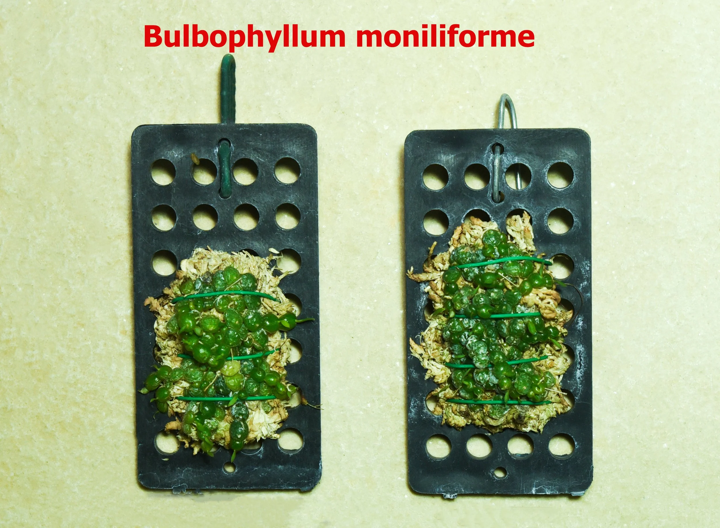 Bulbophyllum moniliforme.jpg