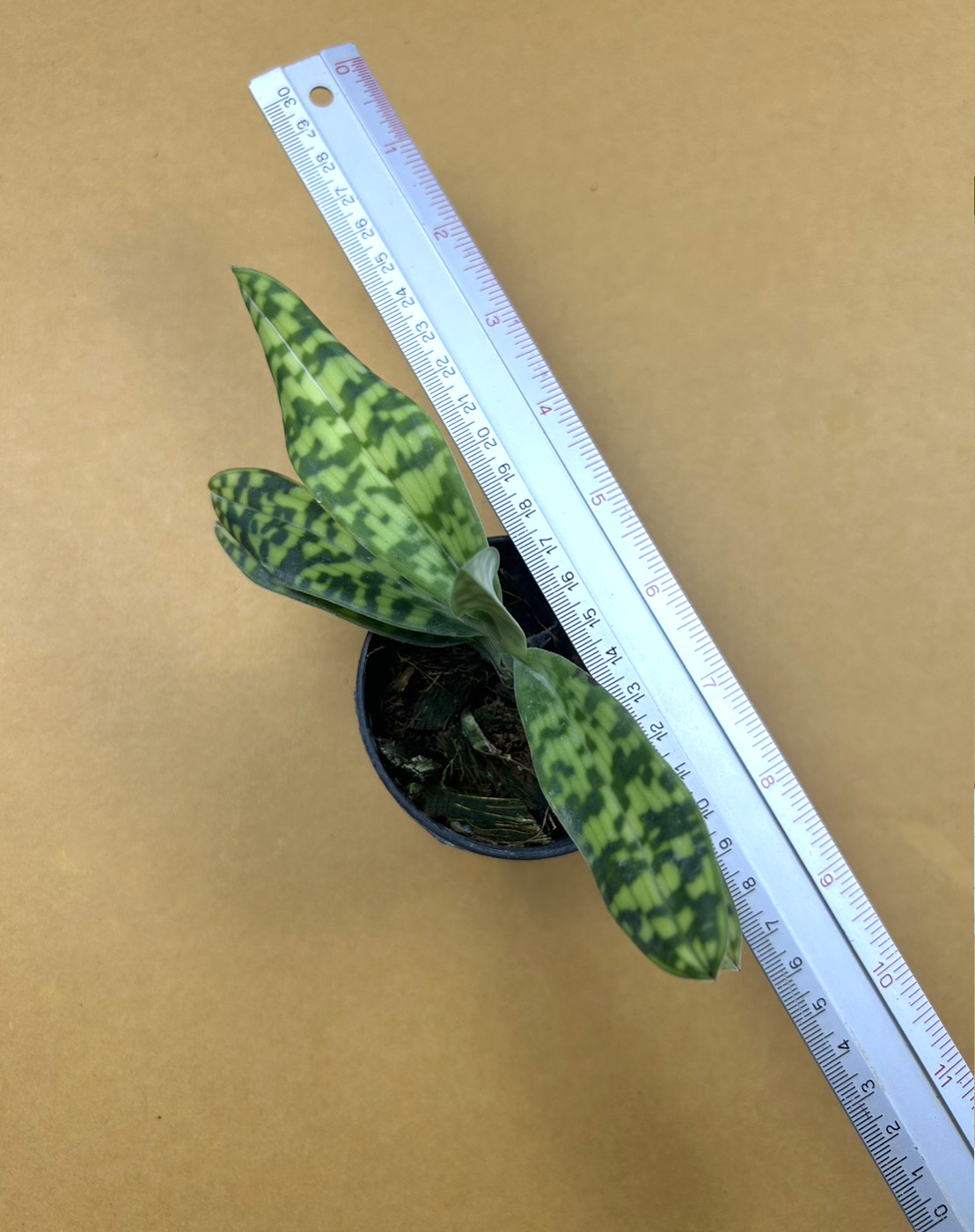 Paphiopedilum lawrenceanum 1.png