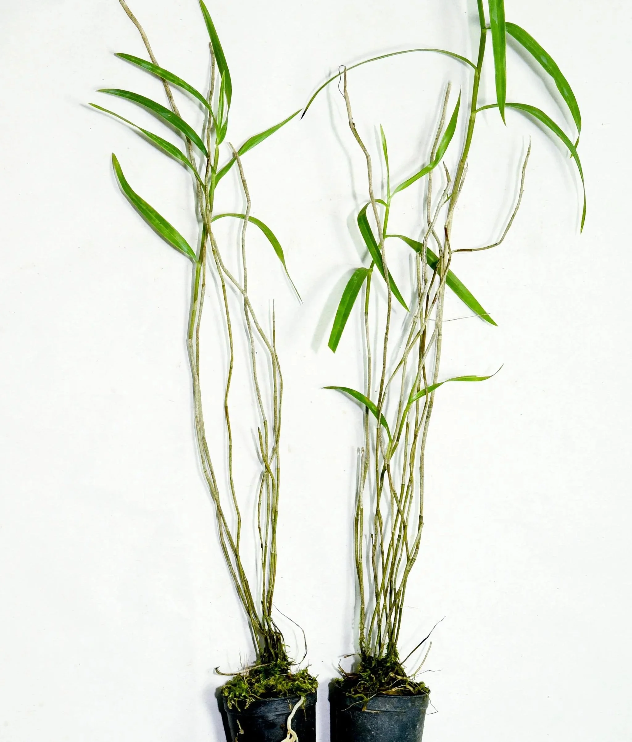 Dendrobium+ramosii1.jpg
