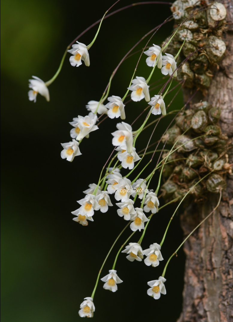 Conchidium extinctorium.png