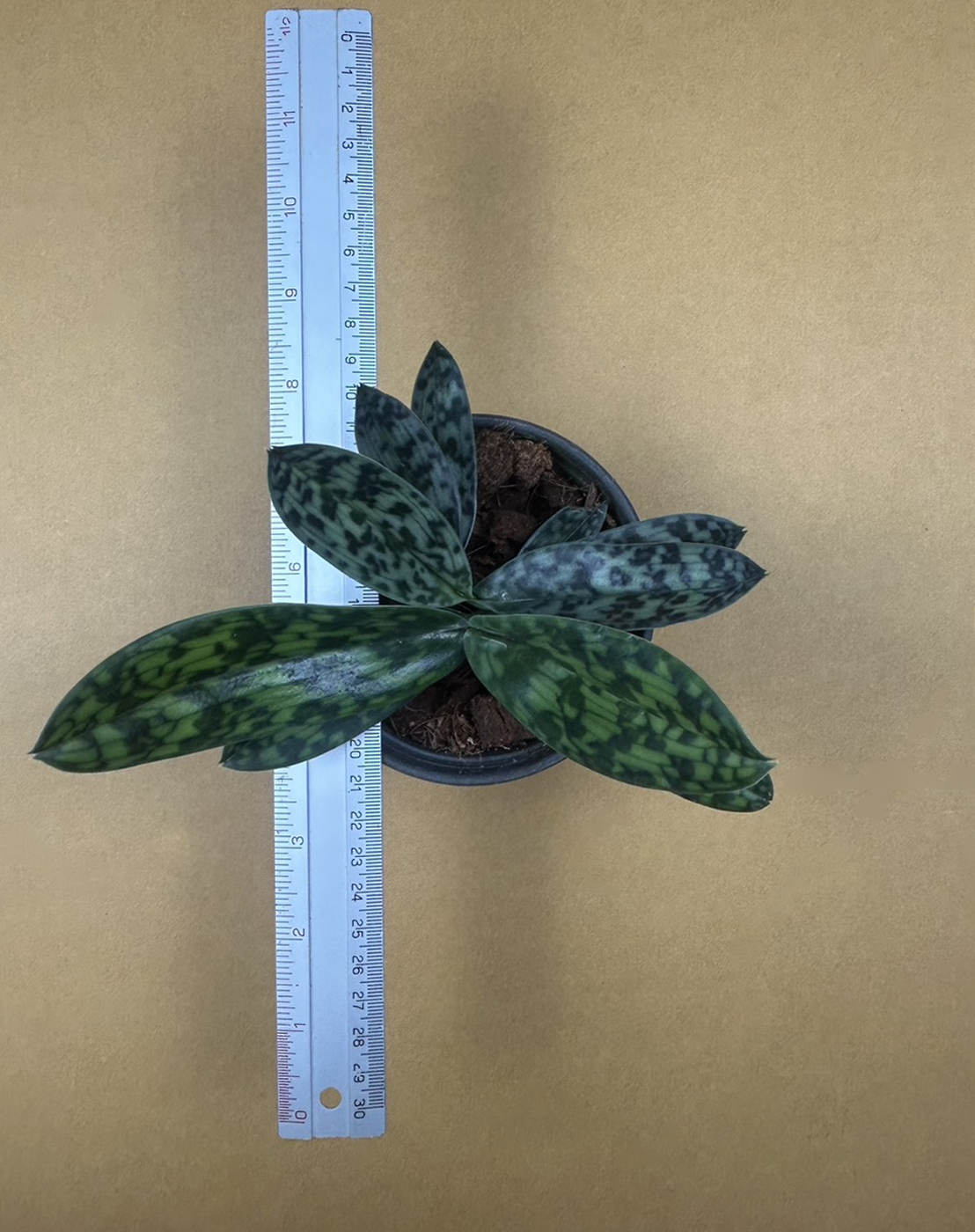 25 Paph. callosum.png