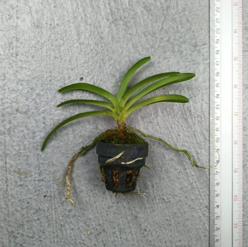 Vanda falcata x Vanda coerulea Complex.jpg