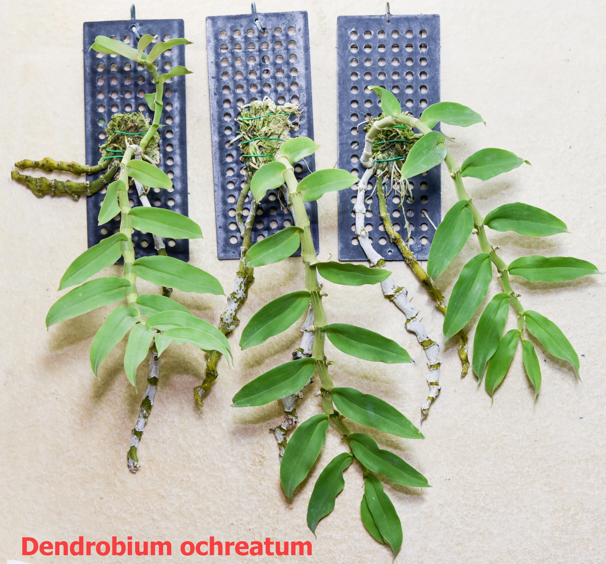 Dendrobium ochreatum.jpg