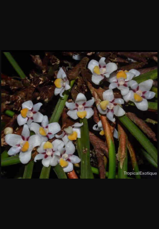 Ceratostylis incognita