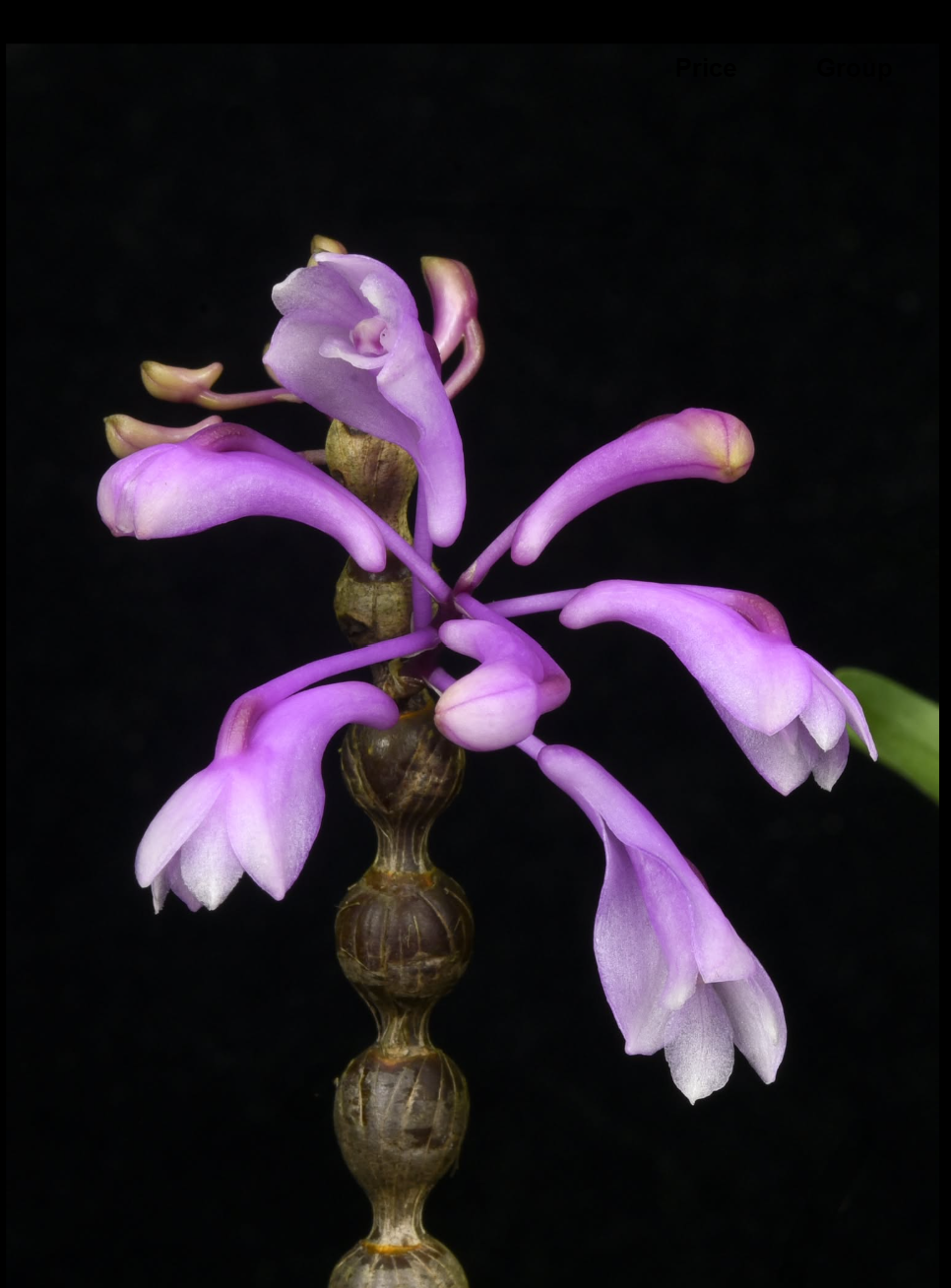 Dendrobium rindjaniense.png