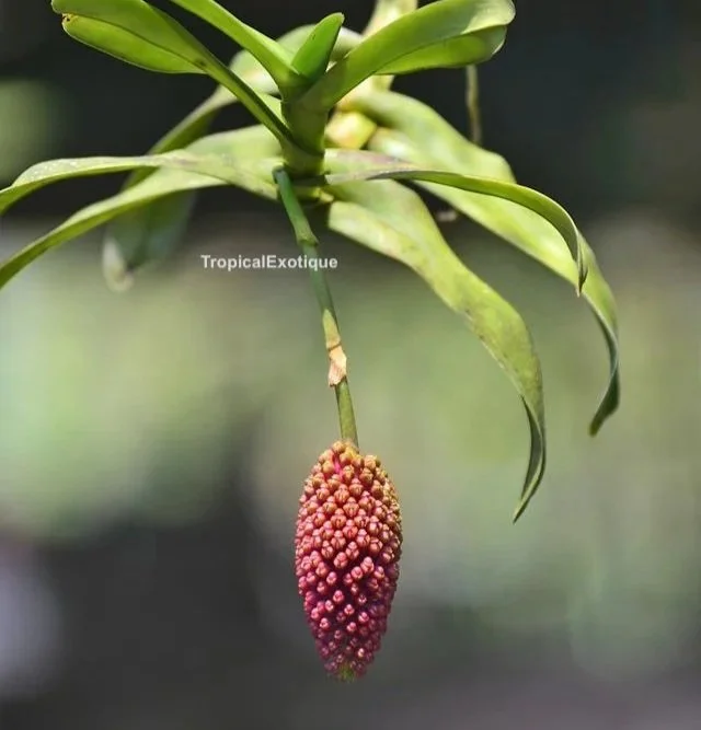 Robiquetia-cerina-%28Red-form%29-1.jpg
