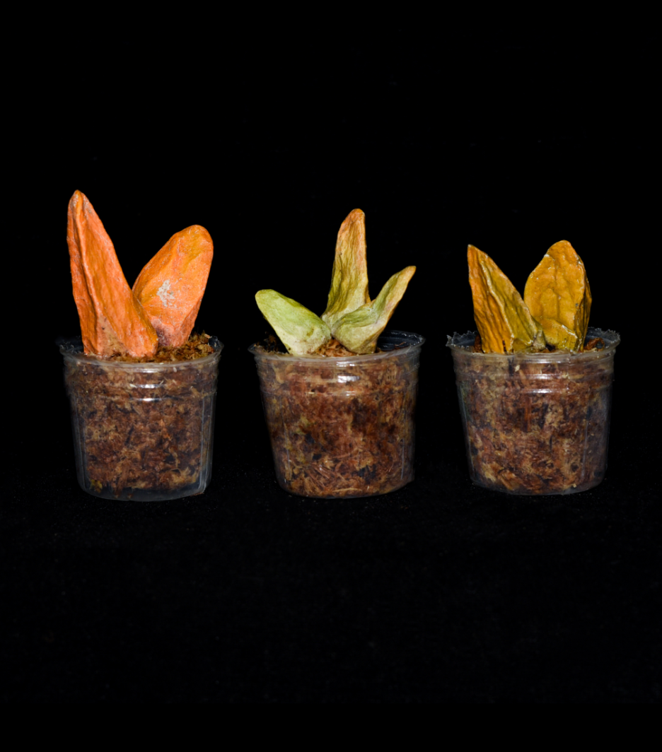 Dischidia major indonesian form.png
