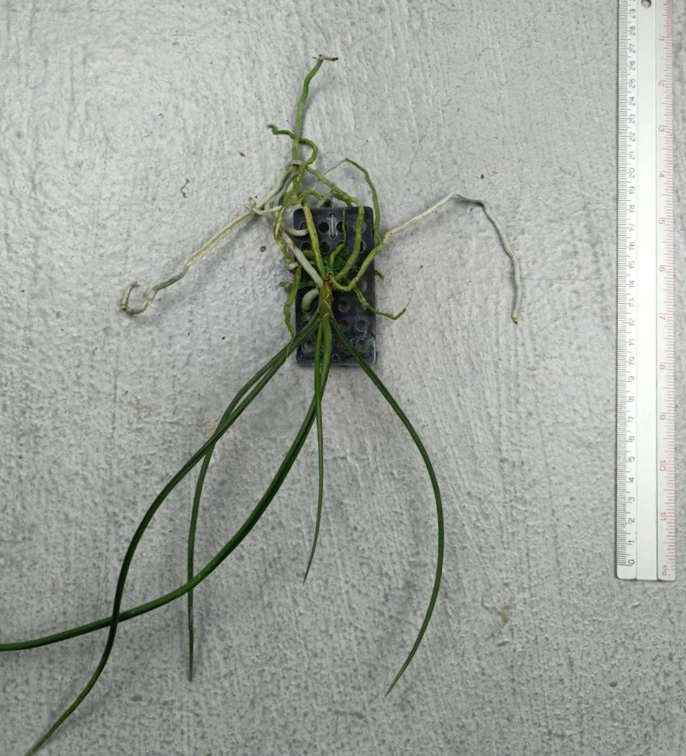 31 Holcoglossum subulifolium.jpg