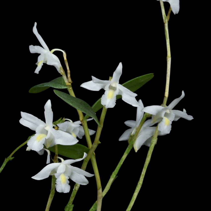 Dendrobium crumenatum