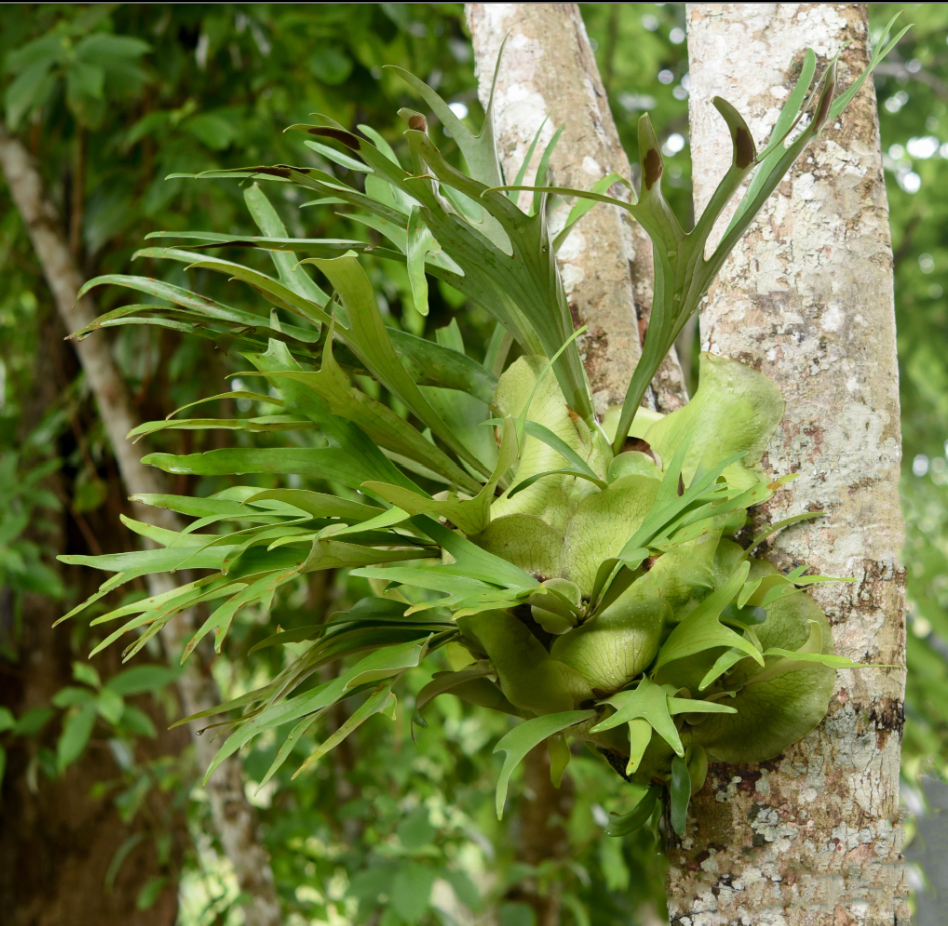 Platycerium alcicorne Africa.png (Copy)