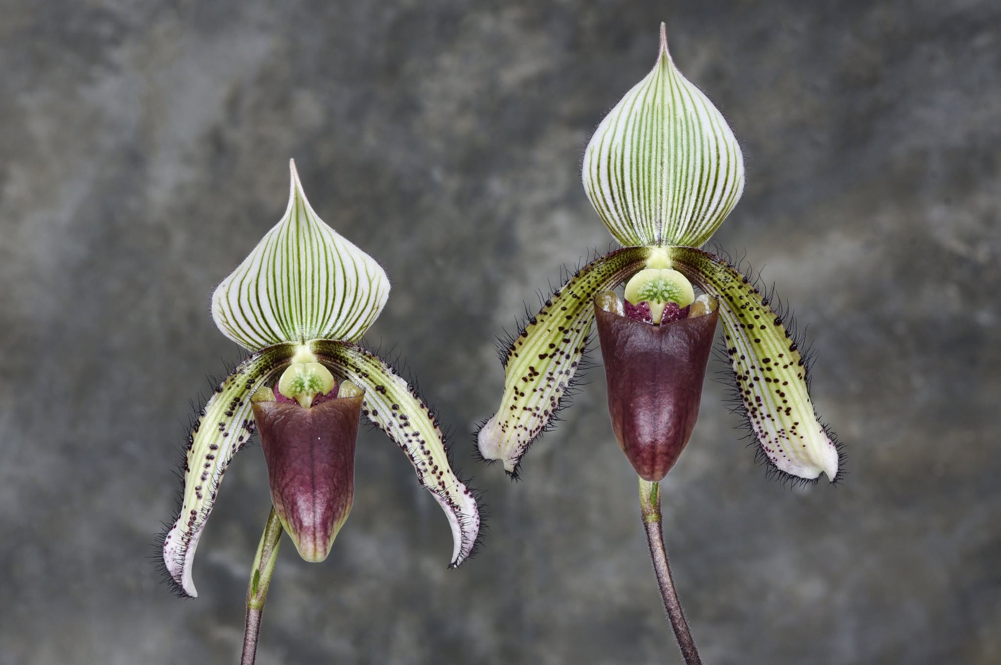 Paphiopedilum superbiens