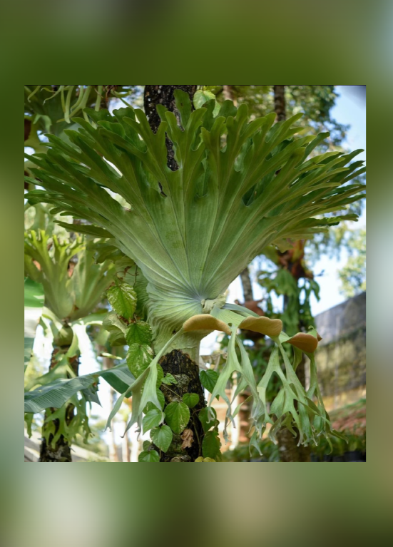 Platycerium grande "Narrow"