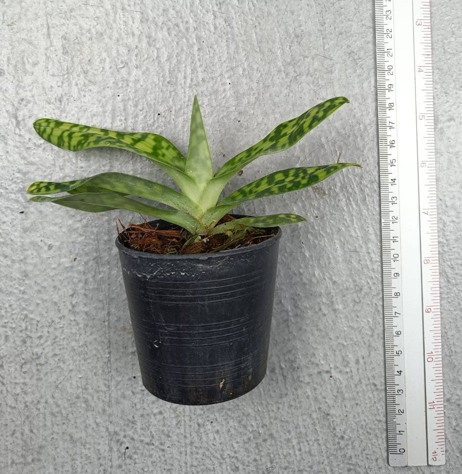 Paphiopedilum lawrenceanum.jpg