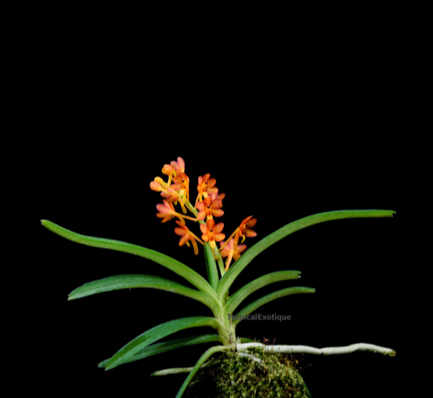 Vanda miniata