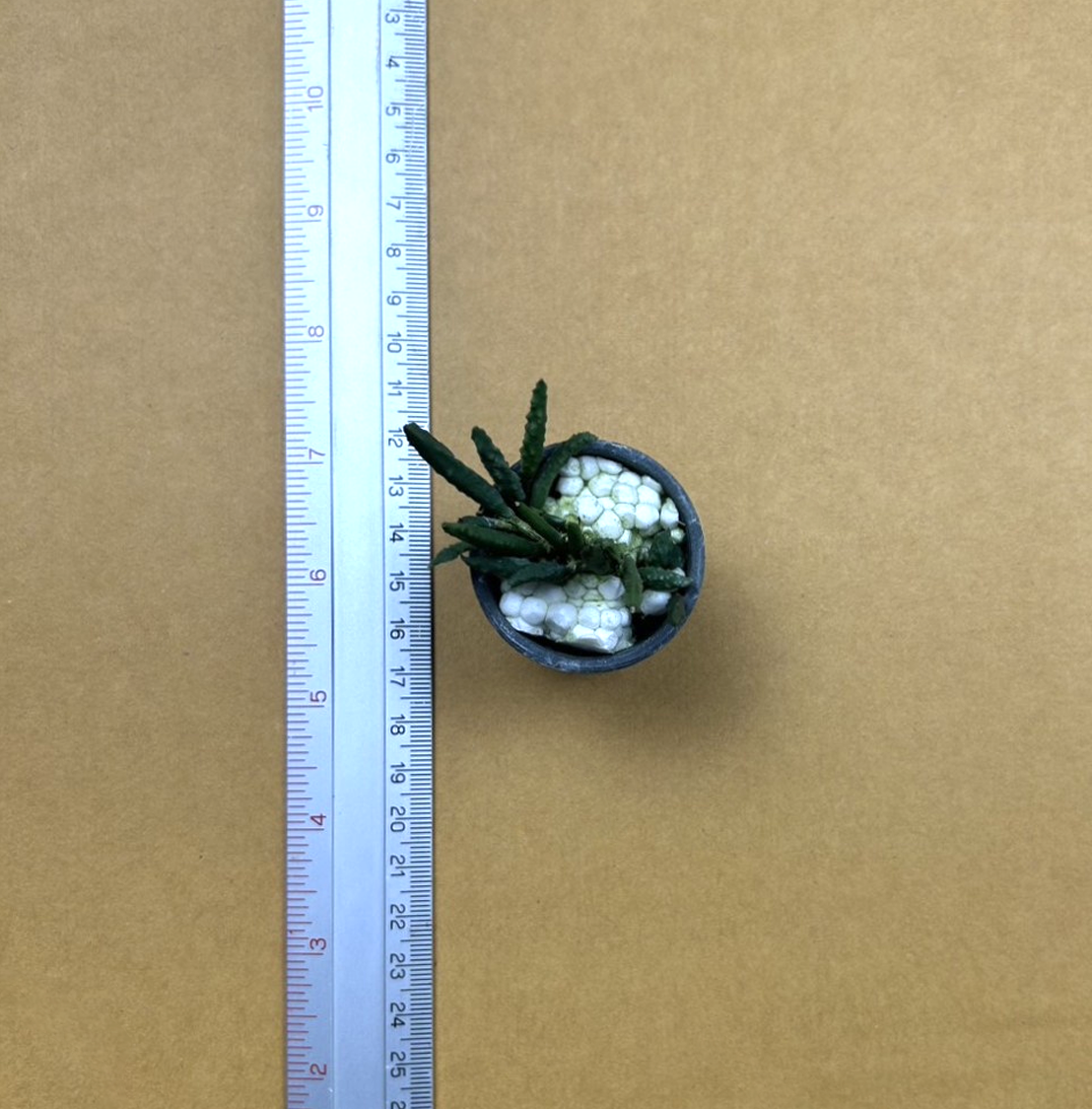 Den.+cucumerinum.png