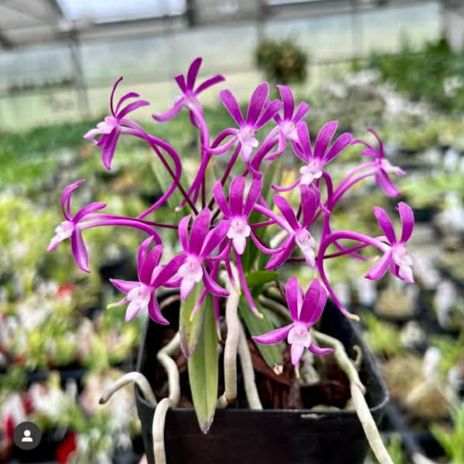 Vanda falcata Koto.png