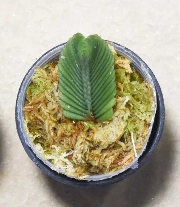 Elatostema-salvinioides-1.jpg