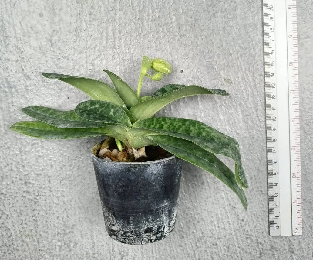Paphiopedilum concolor alba.jpg