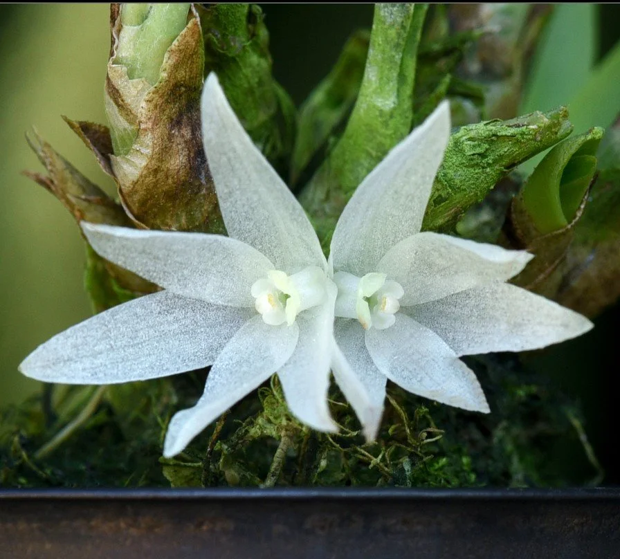 Bryobium diaphanum
