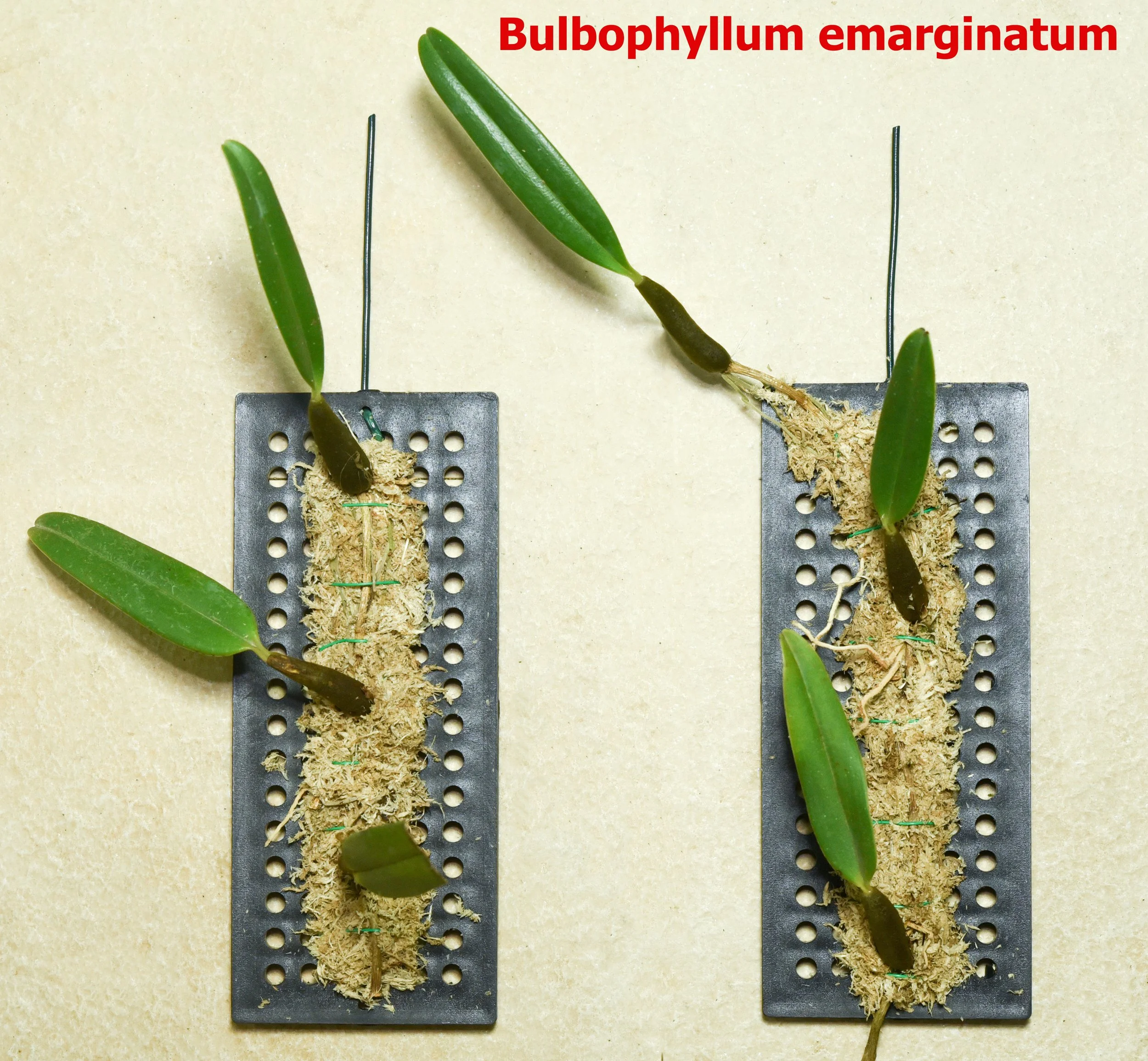 Bulbophyllum emarginatum.jpg