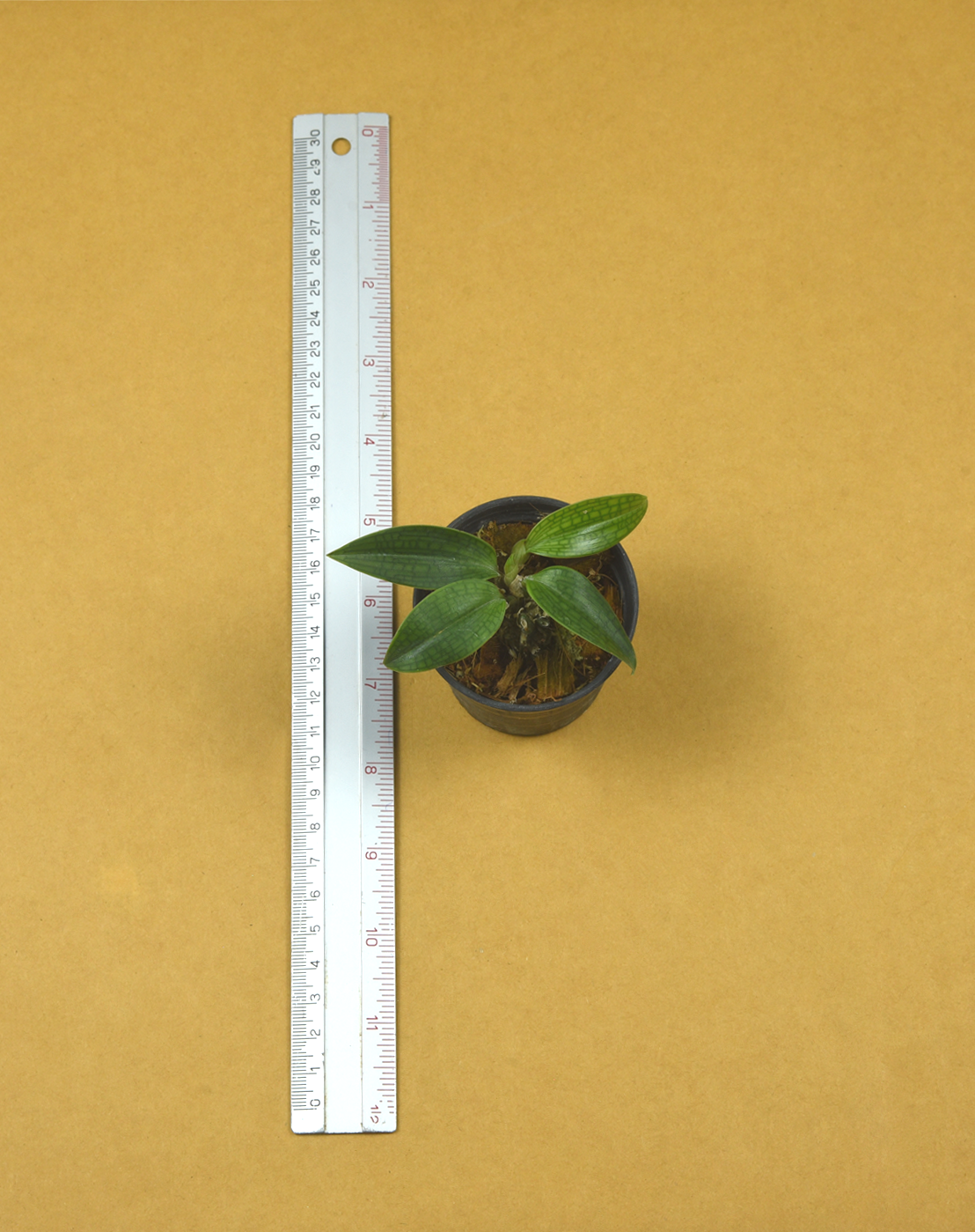 21+Bulb.+reticulatum.png