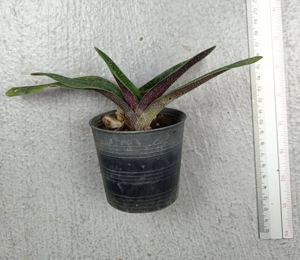 17 Paph. concolor var. longipetalum.jpg