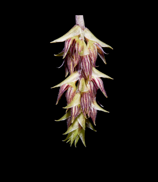 Bulbophyllum-albibracteum-67.png