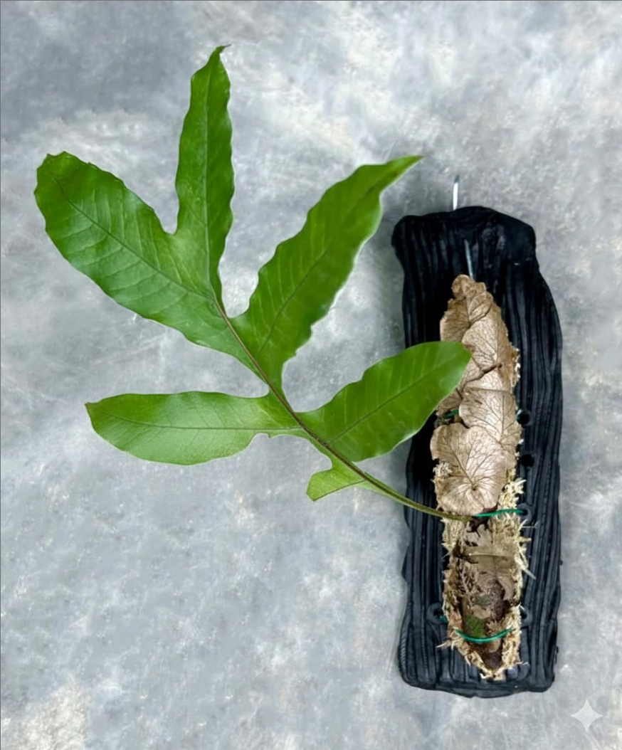 Drynaria bonii.png