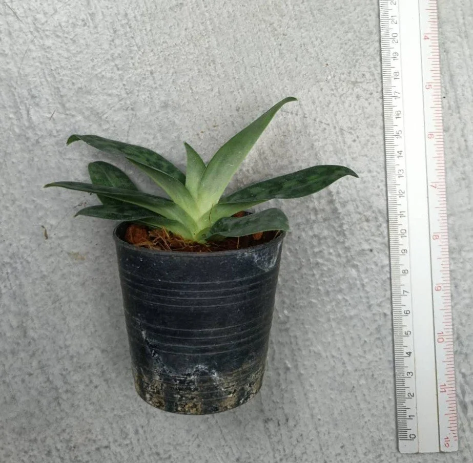 Paphiopedilum purpuratum.jpg