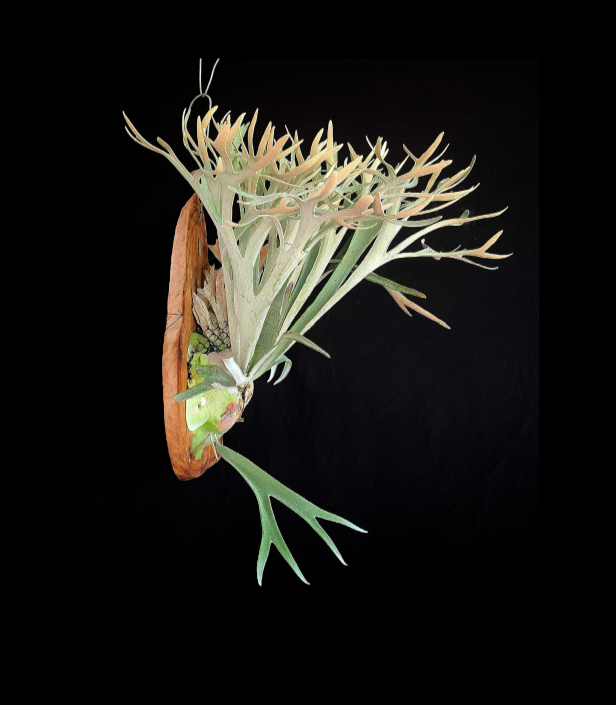 Platycerium+veitchii+Lisa-67.png