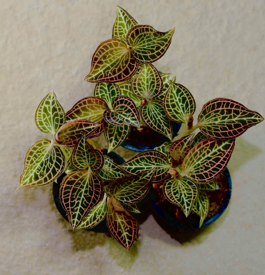 Anoectochilus-reinwardtii.png