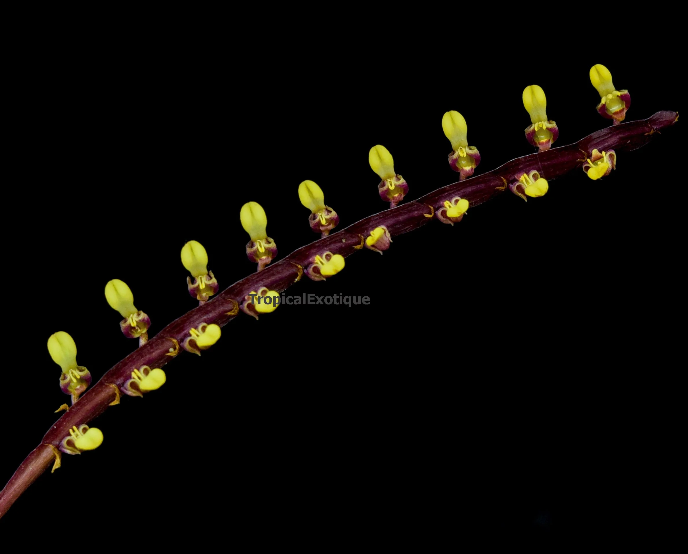 Bulbophyllum-falcatum-1.JPG