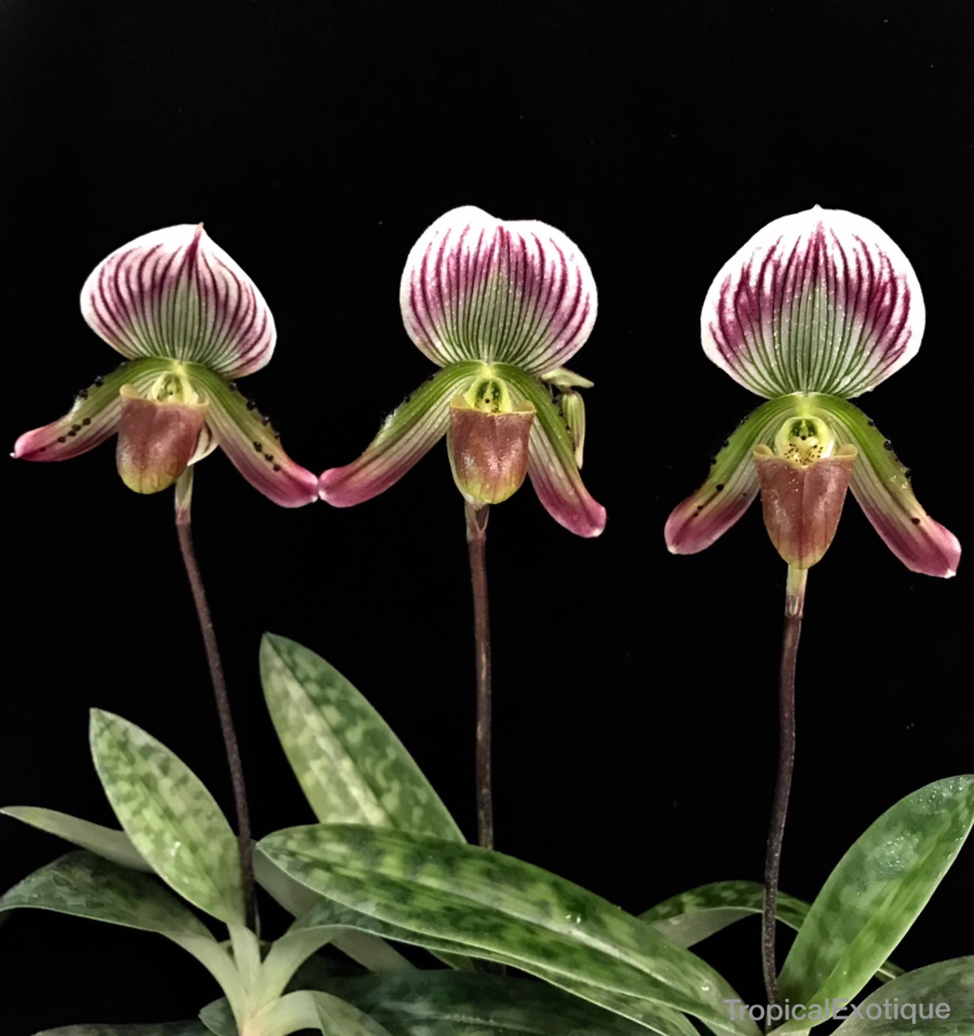 Paphiopedilum-callosum-(Southern Thailand form).png