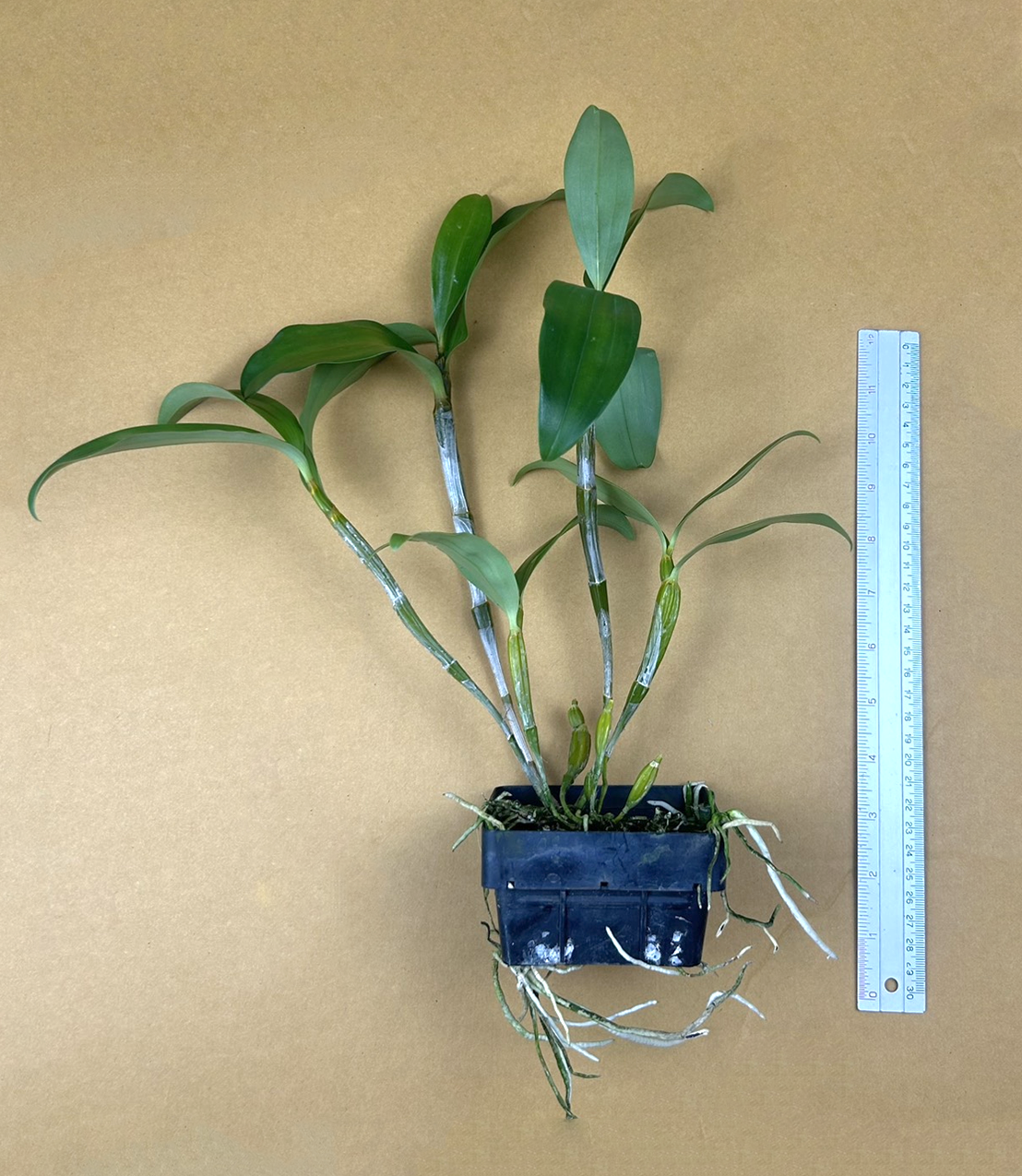 Den.+densiflorum+x+ambile.png