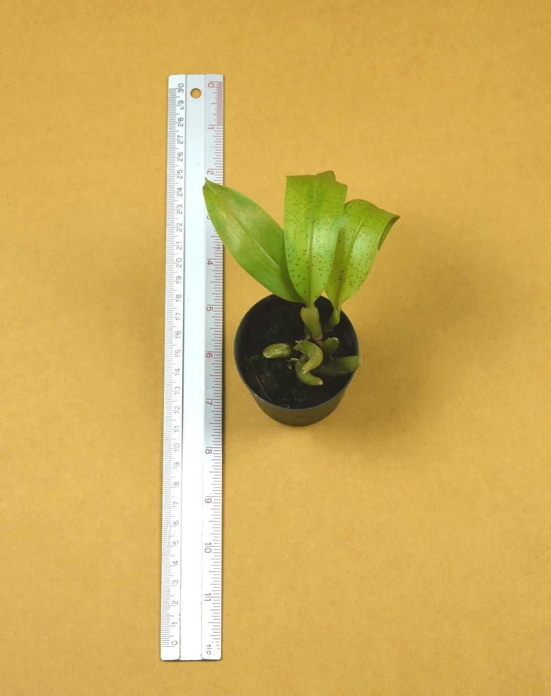 29+Bulb.+maculosum.png