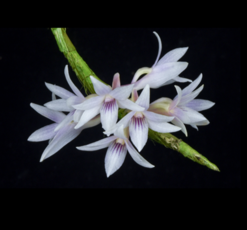 Dendrobium victoriae-reginae x Dendrobium tiongii