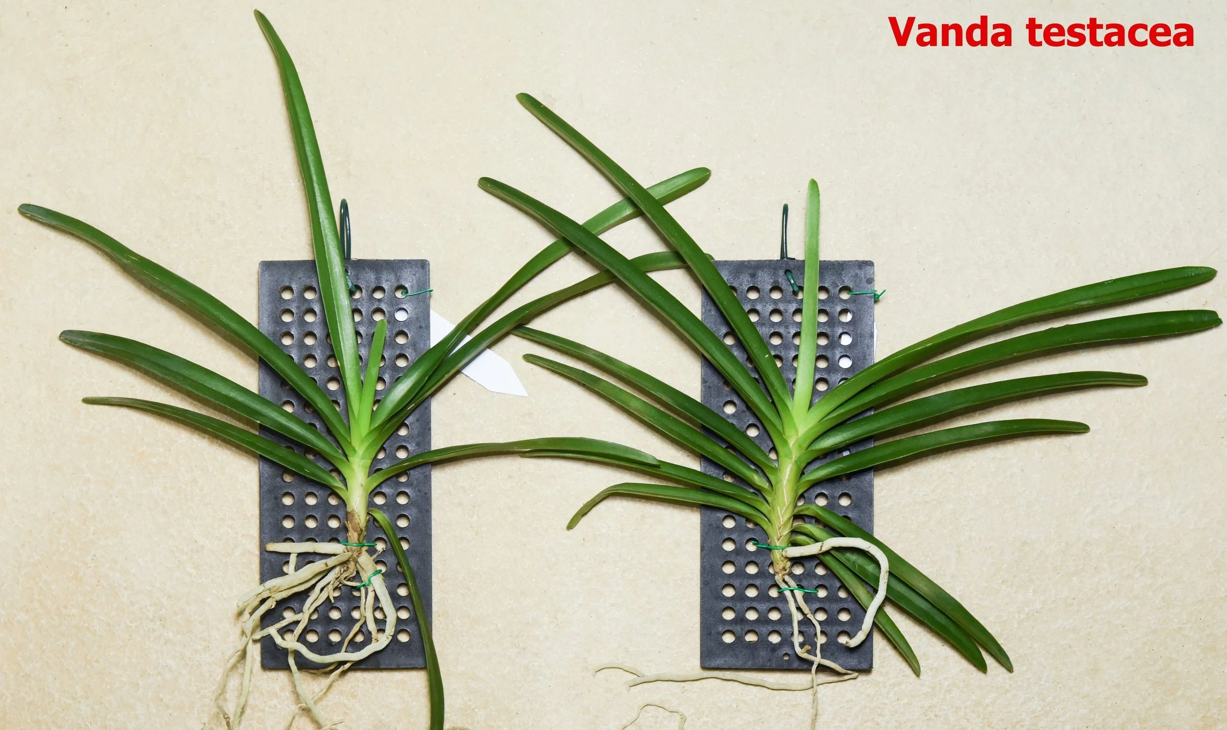 Vanda testacea1.jpg