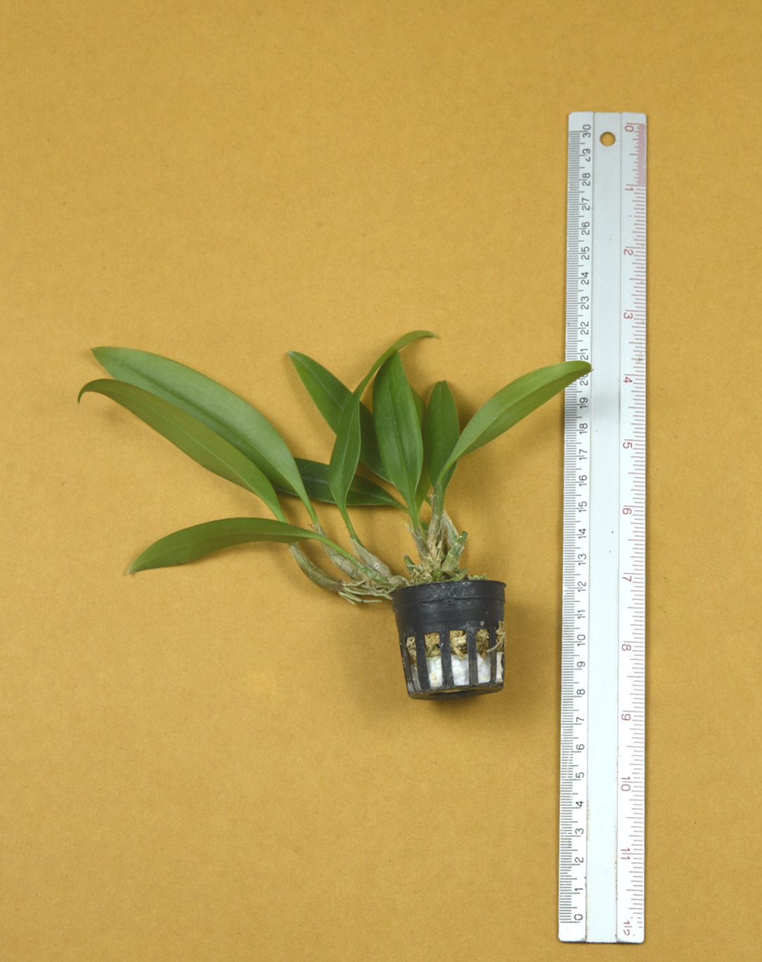 34+Bulb.+siamense+x+Bulb.+binnendijkii.png
