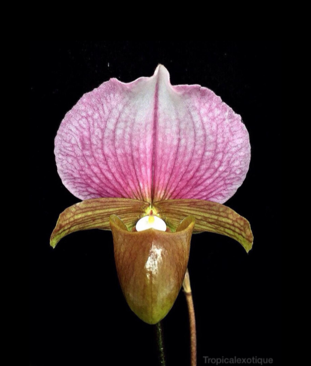 Paphiopedilum charlesworthii