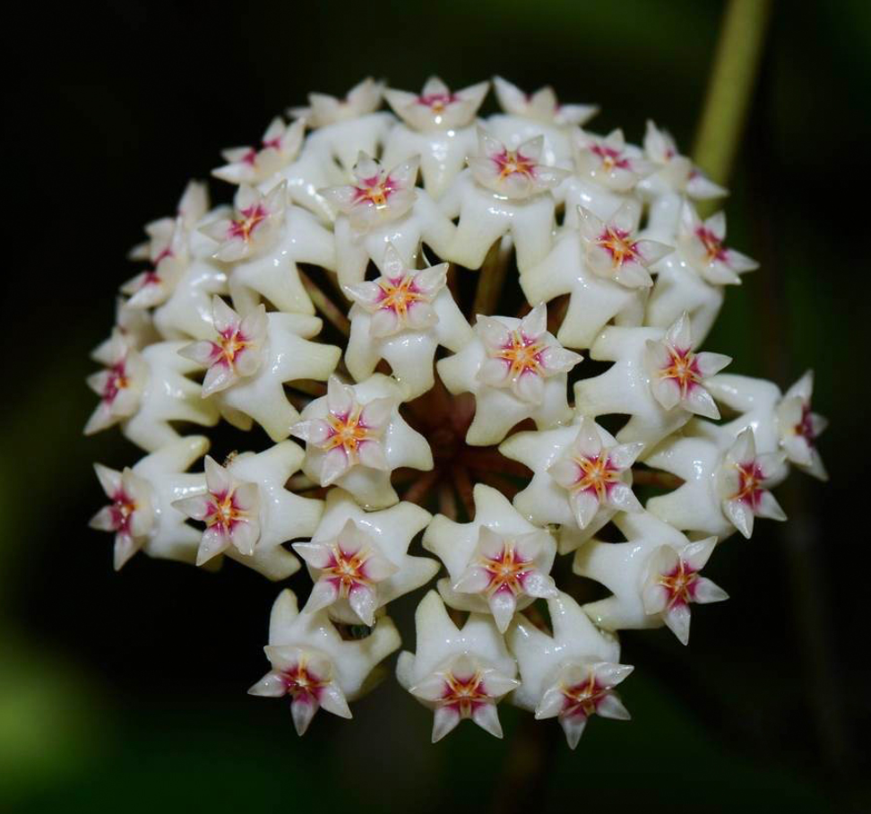 Hoya parasitica Heart Leaves Splash.png