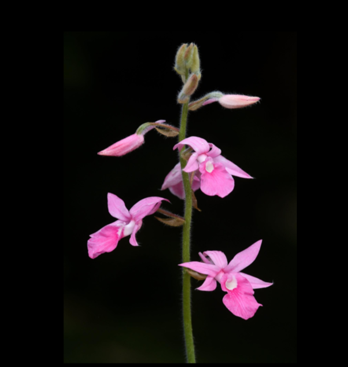 Calanthe rosea