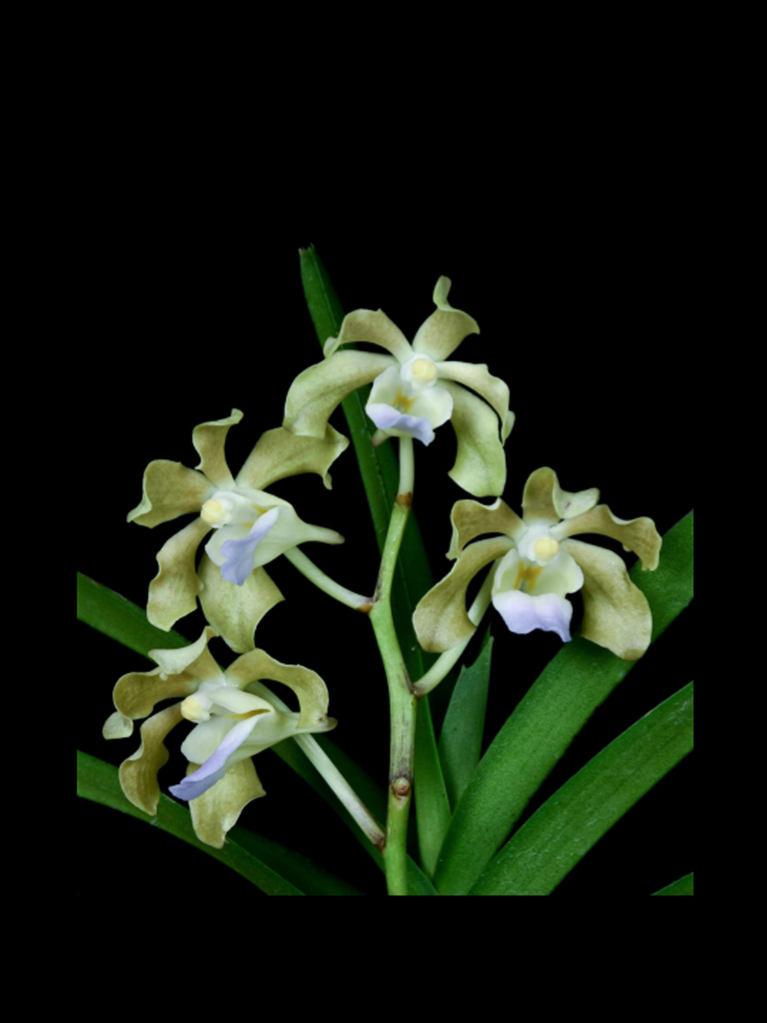 Vanda tessellata alba x Vanda vietnamica