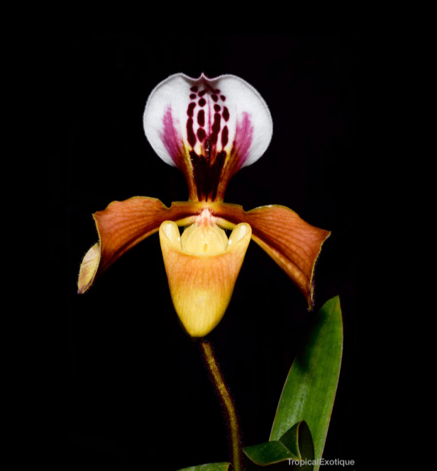 Paphiopedilum christensonianum