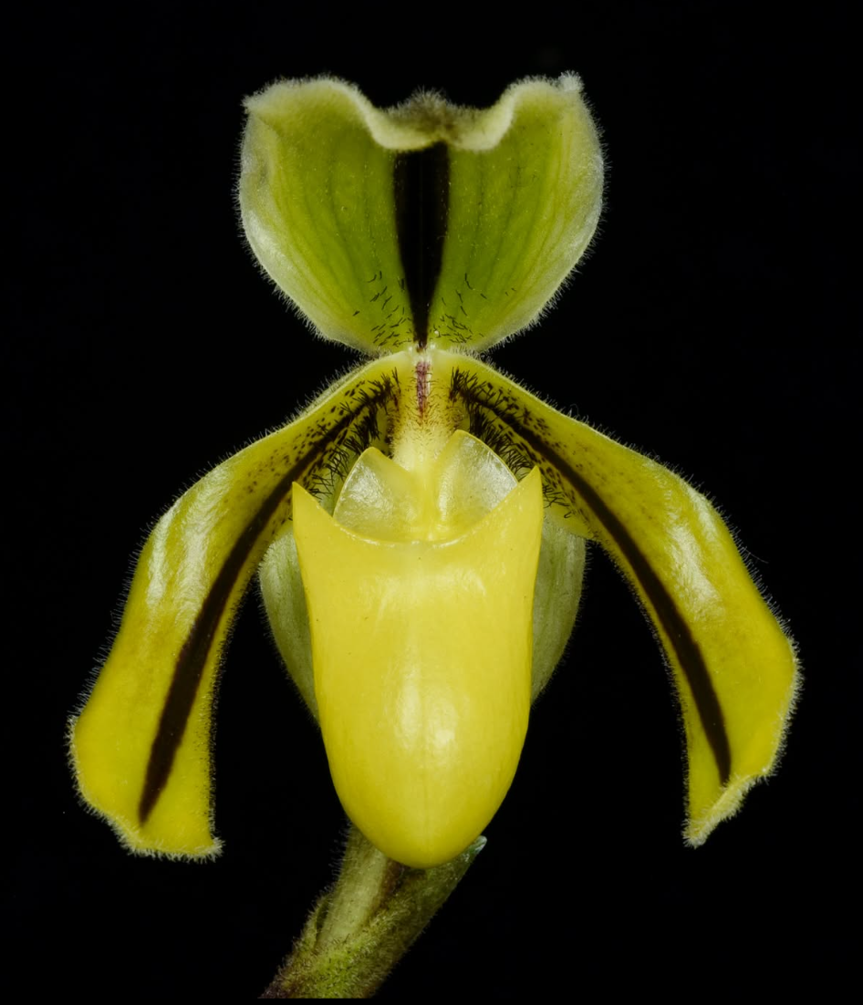 Paphiopedilum druryi.png