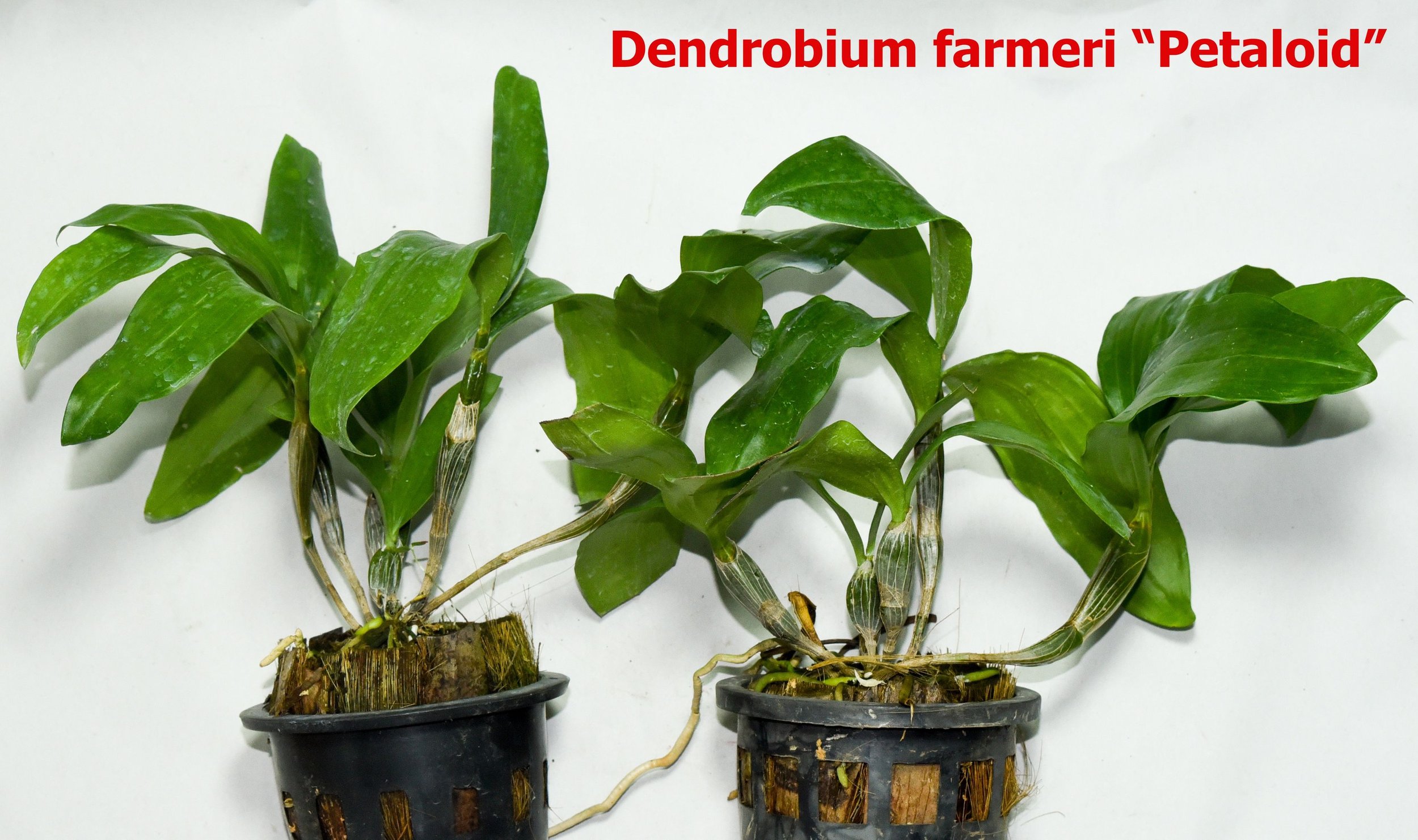 Dendrobium farmeri petaloid.jpg